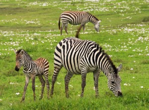 baby-zebra-75885_960_720