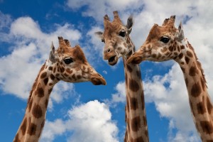 discussion-girafes