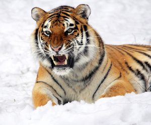 tigre-colere-defense