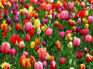 la joie qu'expriment les champs de tulipes