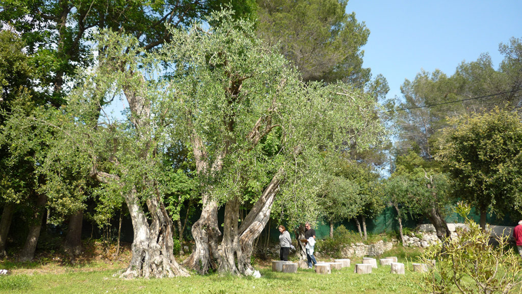 Nos lignées sont comme un arbre porteur de blessures et dettes karmiques et transgénérationnelles